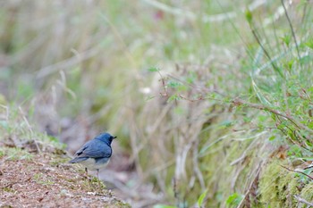 Sat, 5/4/2024 Birding report at 八軒林道