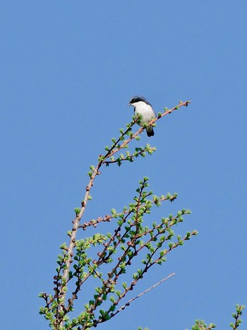 Siberian Blue Robin 小富士林道 Sun, 5/5/2024