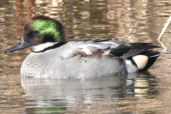 ヨシガモ 葛西臨海公園 2019年1月3日(木)