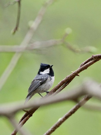 Coal Tit 真木小金沢林道 Mon, 5/6/2024