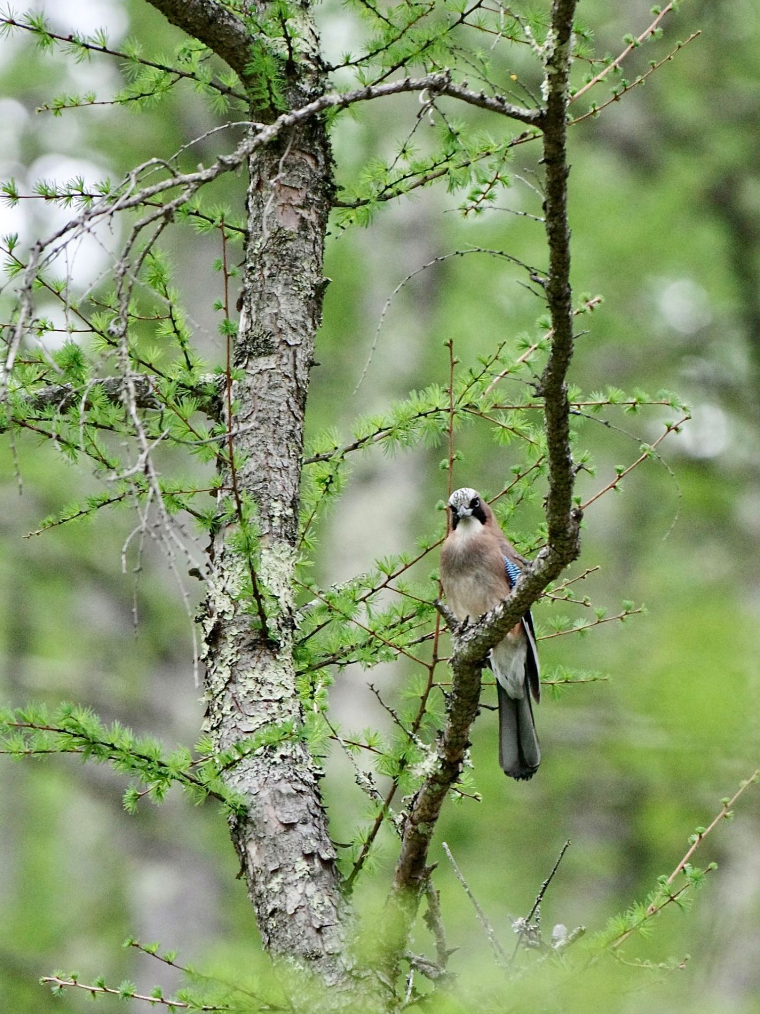 Photo of Eurasian Jay at 真木小金沢林道 by 關本 英樹