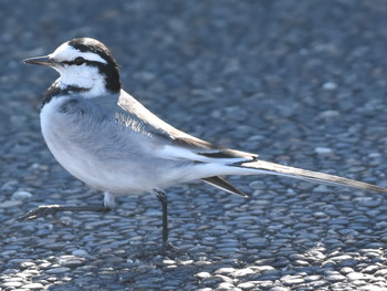 ハクセキレイ 葛西臨海公園 2019年1月3日(木)