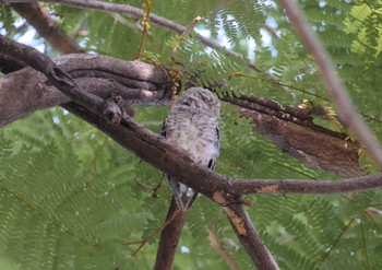 Spotted Owlet Wachirabenchathat Park(Suan Rot Fai) Fri, 5/3/2024