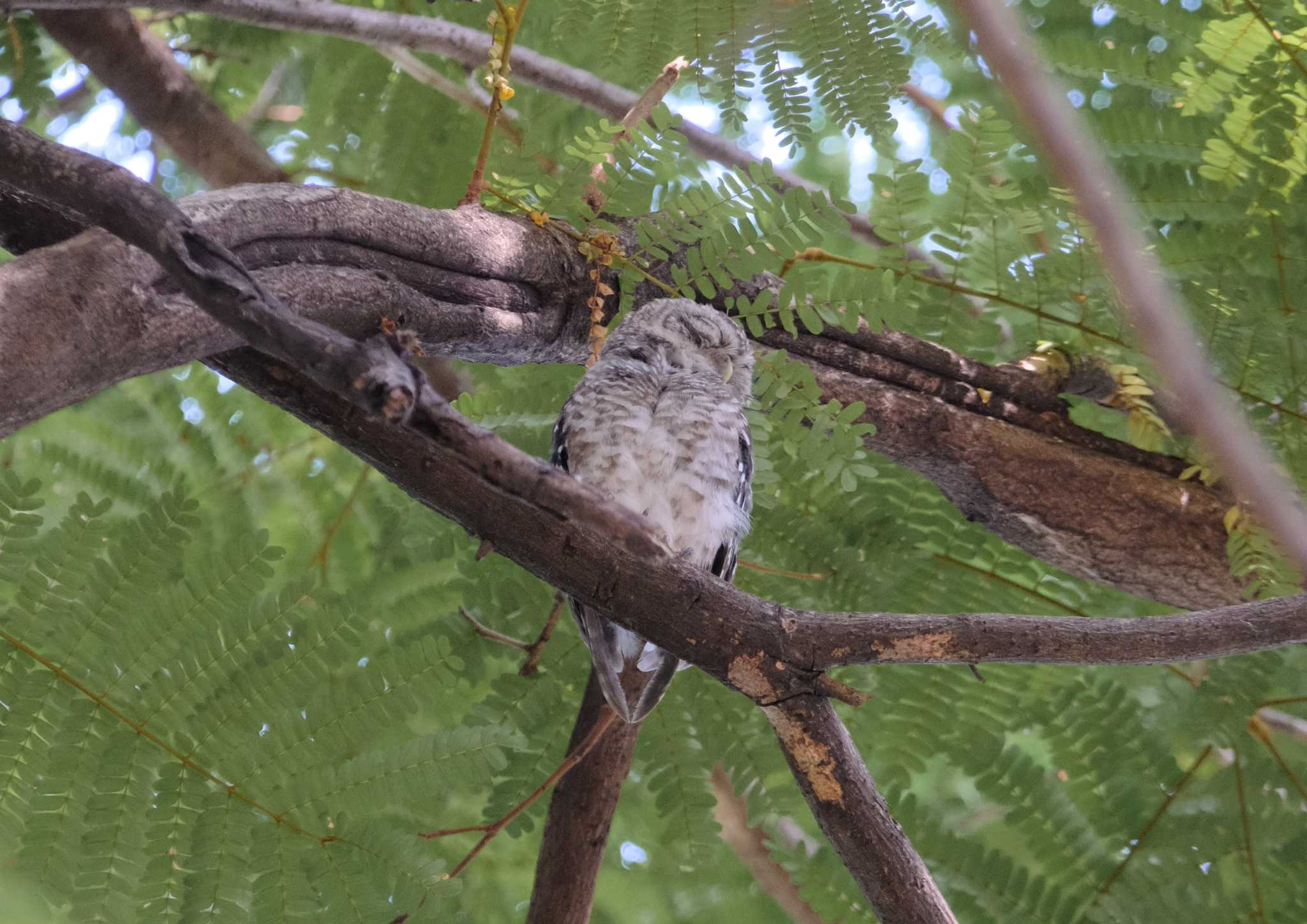 Spotted Owlet