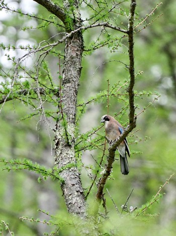 2024年5月6日(月) 真木小金沢林道の野鳥観察記録