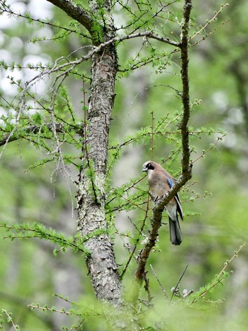 Eurasian Jay 真木小金沢林道 Mon, 5/6/2024