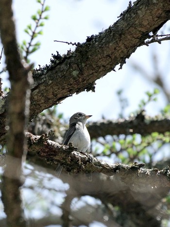 Fri, 5/3/2024 Birding report at 精進口一合目