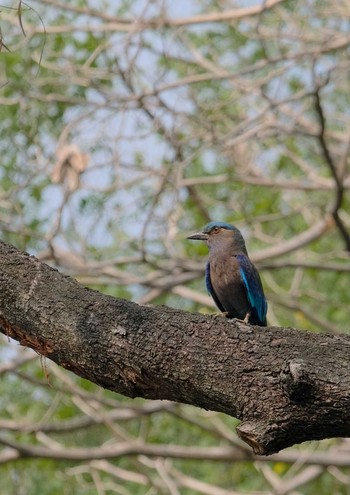 インドブッポウソウ Wachirabenchathat Park(Suan Rot Fai) 2024年5月3日(金)