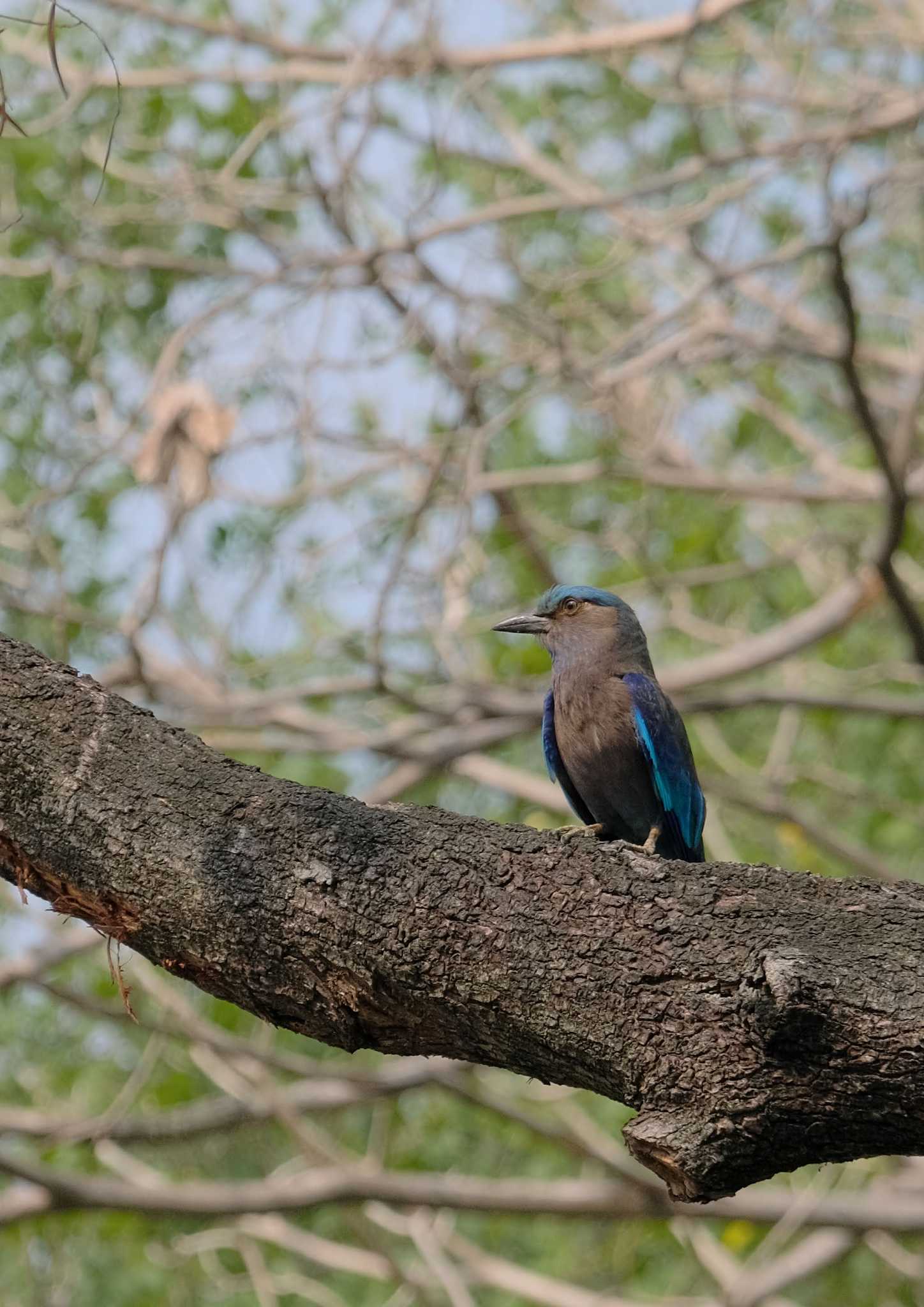 インドブッポウソウ