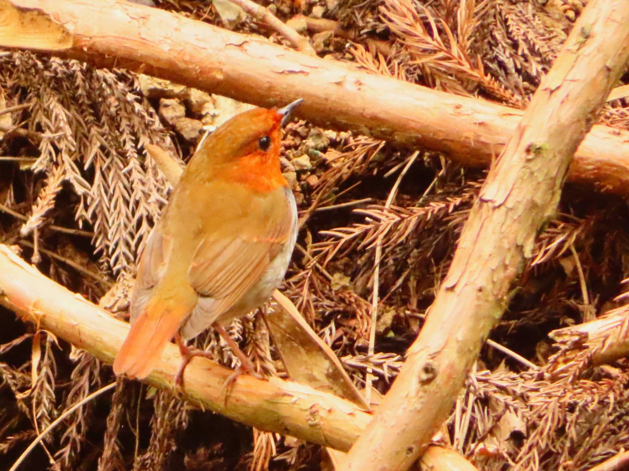 Japanese Robin