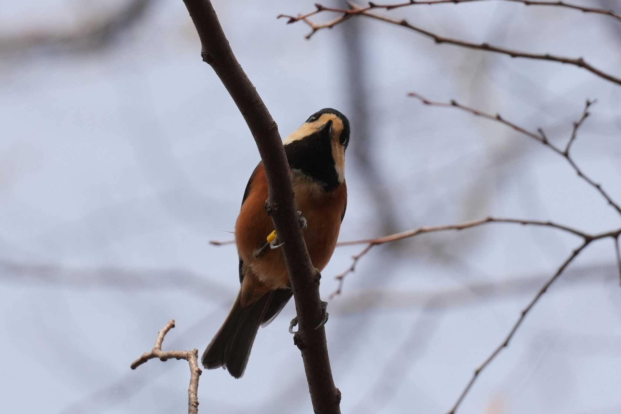 Photo of Varied Tit at 千葉県 by どばと