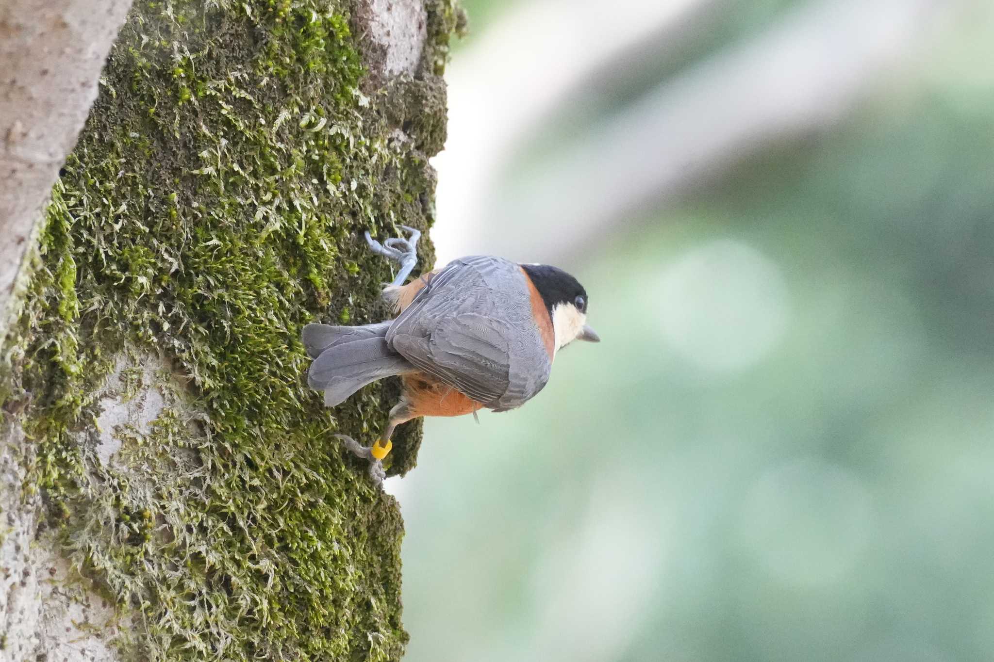 Photo of Varied Tit at 千葉県 by どばと