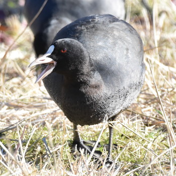 オオバン 葛西臨海公園 2019年1月3日(木)