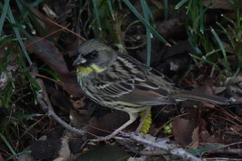 Masked Bunting 千葉県 Sat, 3/30/2024