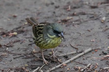 Masked Bunting 千葉県 Sat, 3/30/2024