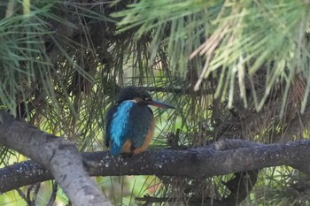 Common Kingfisher 埼玉県 Sun, 3/31/2024