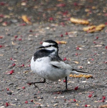 White Wagtail 真駒内 Wed, 5/8/2024
