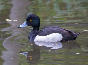 Tufted Duck 真駒内 Wed, 5/8/2024