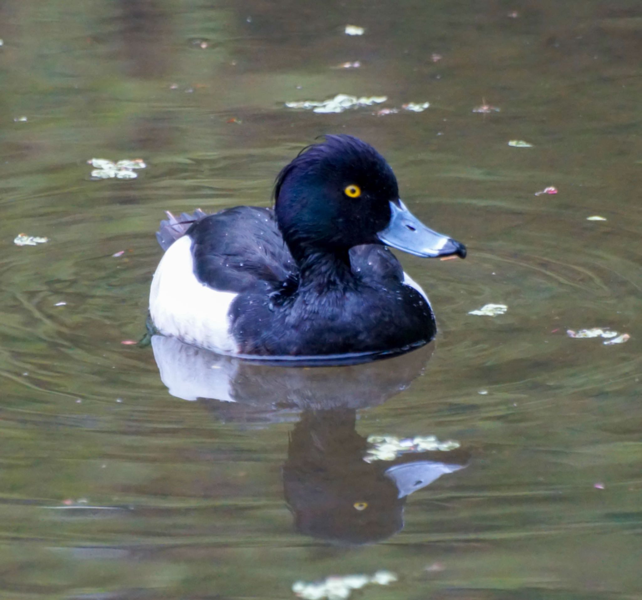 Photo of Tufted Duck at 真駒内 by xuuhiro