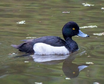 Tufted Duck 真駒内 Wed, 5/8/2024