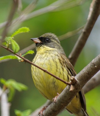 Masked Bunting Makomanai Park Wed, 5/8/2024