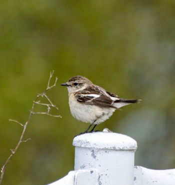 Amur Stonechat 豊平川 Wed, 5/8/2024