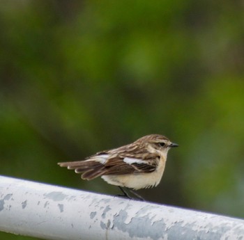 Amur Stonechat 豊平川 Wed, 5/8/2024