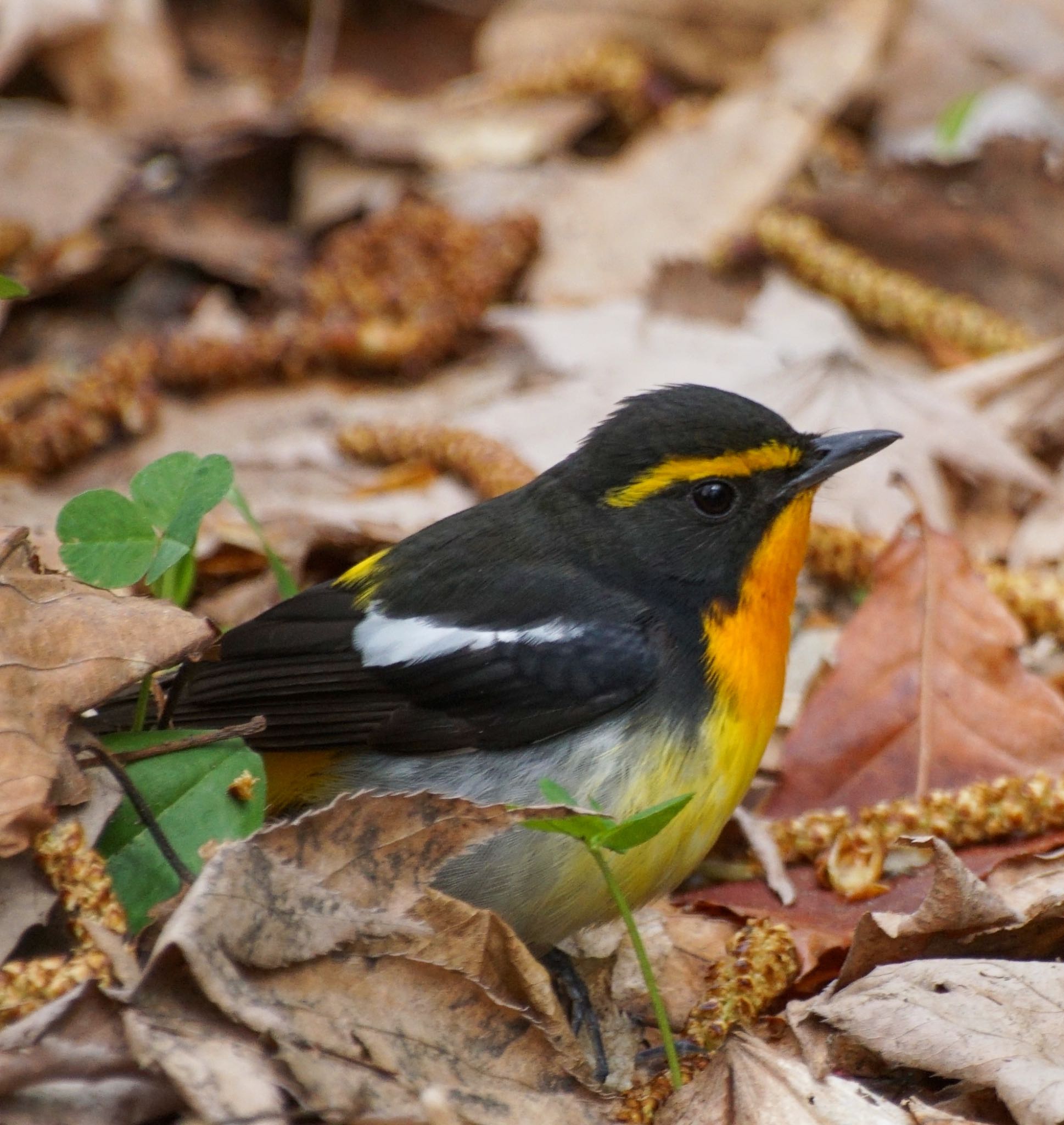 Photo of Narcissus Flycatcher at Makomanai Park by xuuhiro
