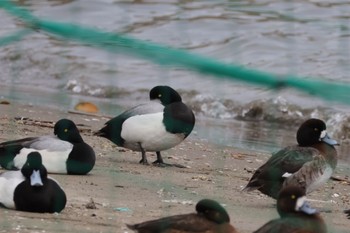 スズガモ ふなばし三番瀬海浜公園 2024年4月20日(土)