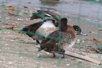 未同定 ふなばし三番瀬海浜公園 2024年4月20日(土)