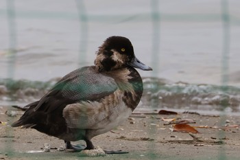 未同定 ふなばし三番瀬海浜公園 2024年4月20日(土)