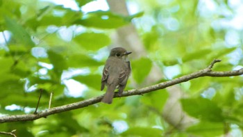 2024年5月8日(水) 奈良県の野鳥観察記録