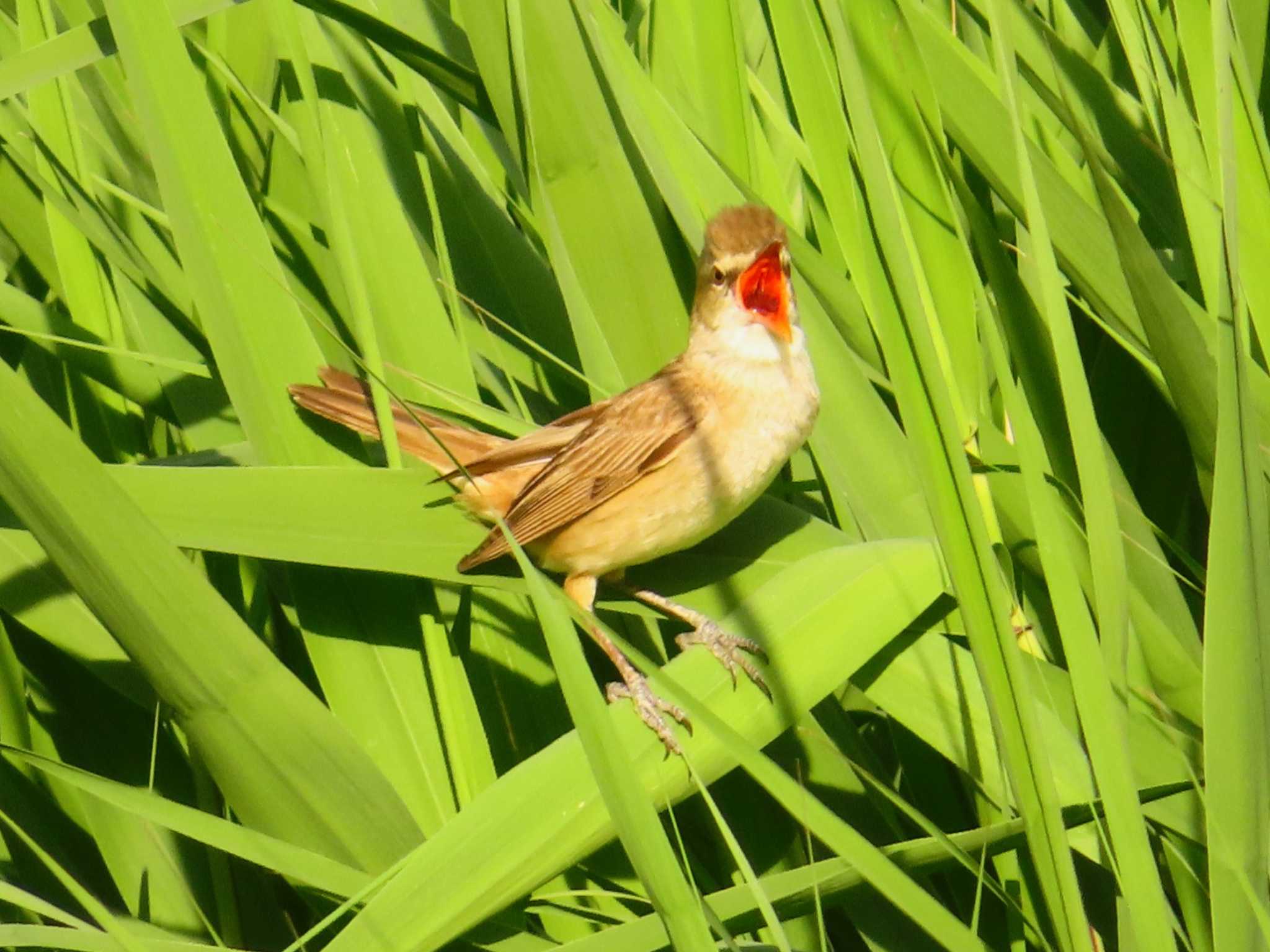 Photo of Oriental Reed Warbler at 大根川 by ゆ