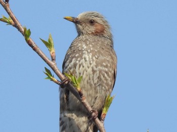 Brown-eared Bulbul 本門寺公園 Mon, 4/15/2024