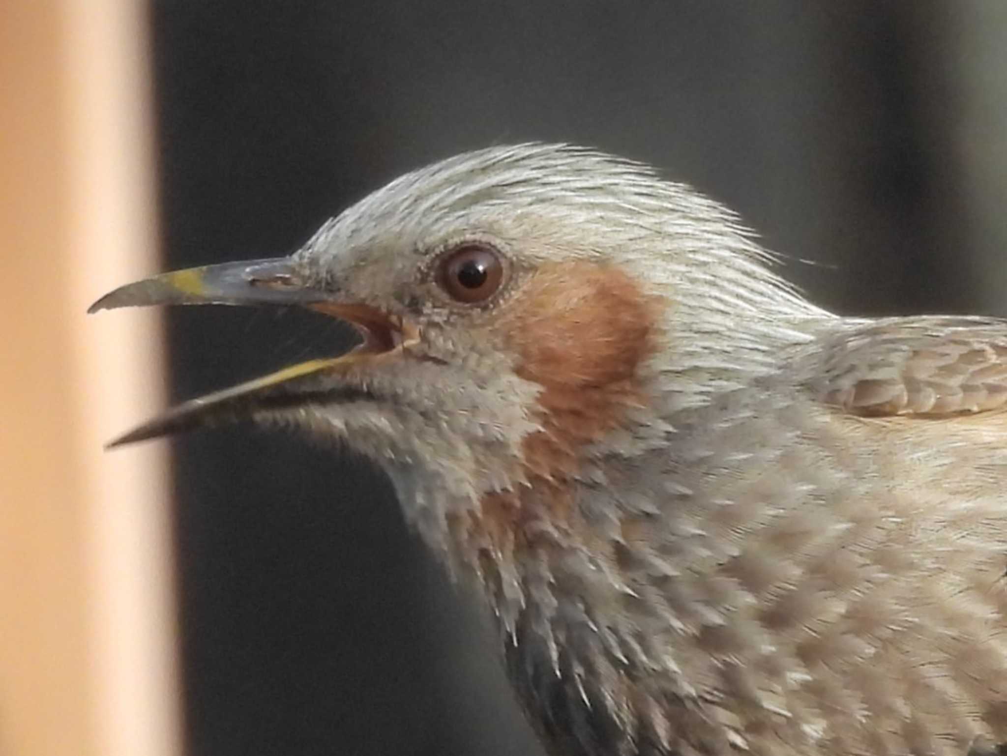 Photo of Brown-eared Bulbul at 本門寺公園 by 油屋