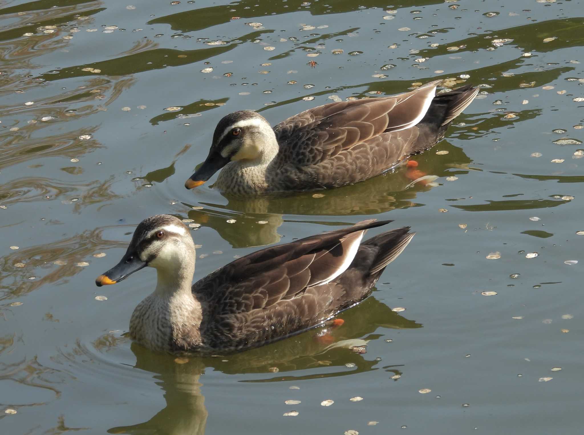 Photo of Eastern Spot-billed Duck at 本門寺公園 by 油屋
