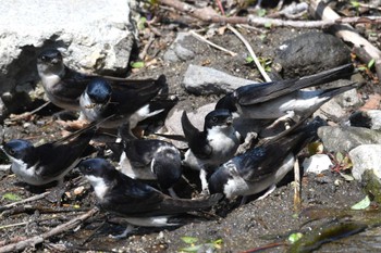 Sat, 5/4/2024 Birding report at 十和田湖