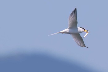 Little Tern 静岡県 Sun, 5/5/2024