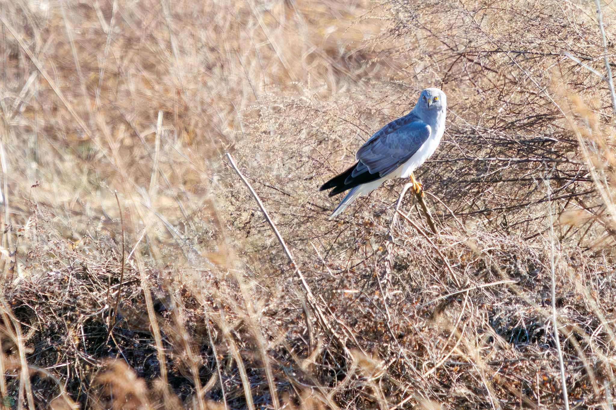 Photo of Hen Harrier at 利根川 by d3_plus