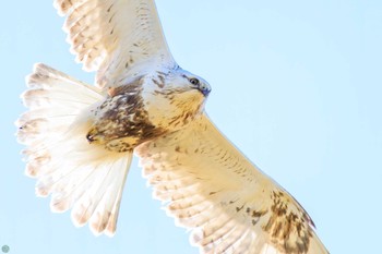 Rough-legged Buzzard 利根川 Sun, 3/3/2024