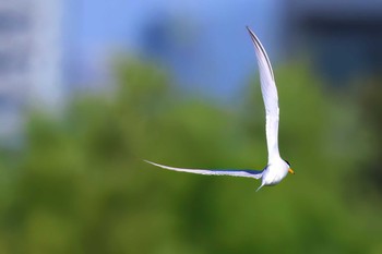 Little Tern 静岡県 Sun, 5/5/2024