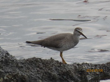 Grey-tailed Tattler 東京湾 Wed, 5/8/2024