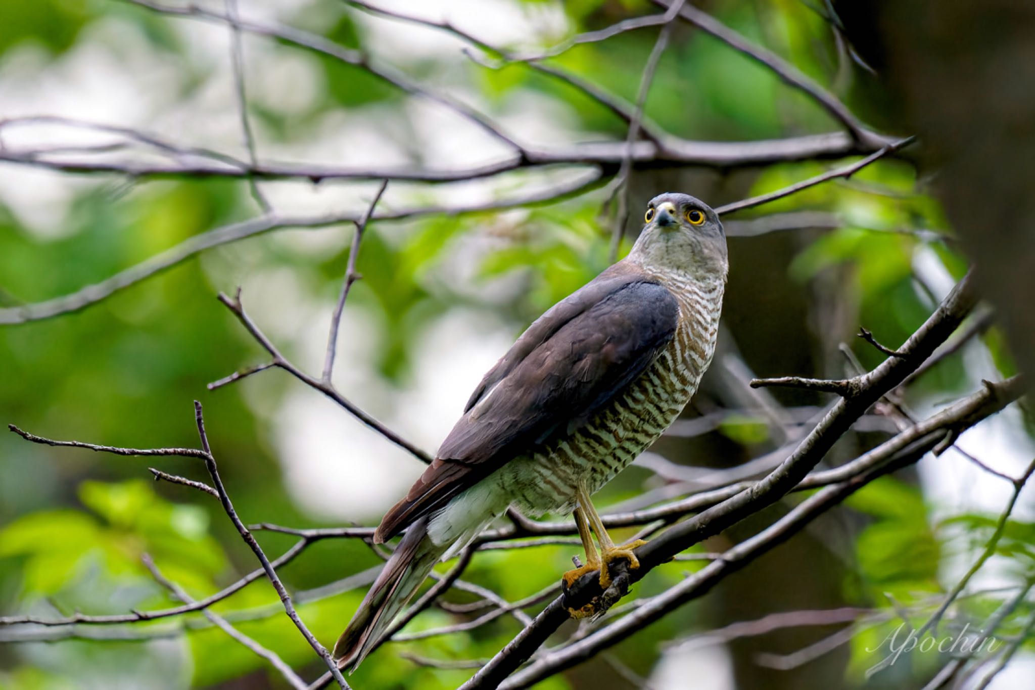 Japanese Sparrowhawk