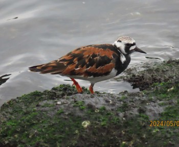 Ruddy Turnstone 東京湾 Wed, 5/8/2024