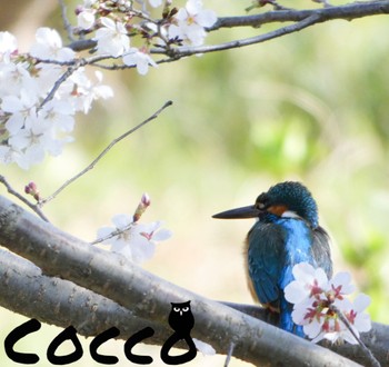 Common Kingfisher 神奈川県 Tue, 3/14/2023