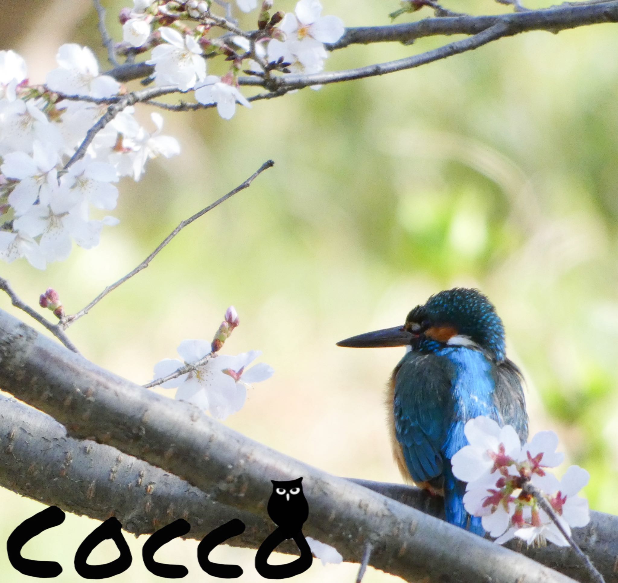 Photo of Common Kingfisher at 神奈川県 by コッコ