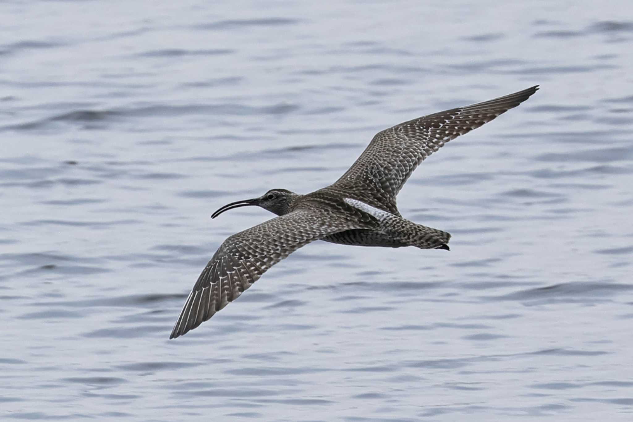 Eurasian Whimbrel