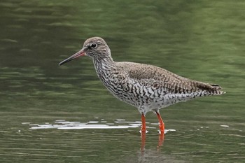 アカアシシギ 葛西臨海公園 2024年5月8日(水)