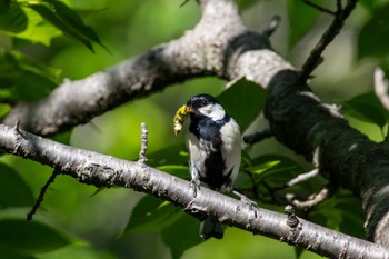 Japanese Tit 21世紀の森と広場(千葉県松戸市) Fri, 5/3/2024