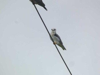 Black-winged Kite Ishigaki Island Sat, 5/4/2024